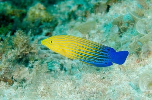 Bluetail Wrasse