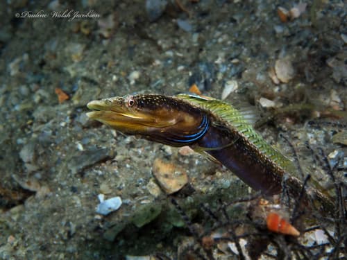 Bluethroat Pikeblenny