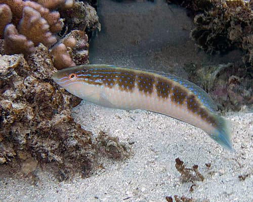 Bluethroat Rainbow Wrasse