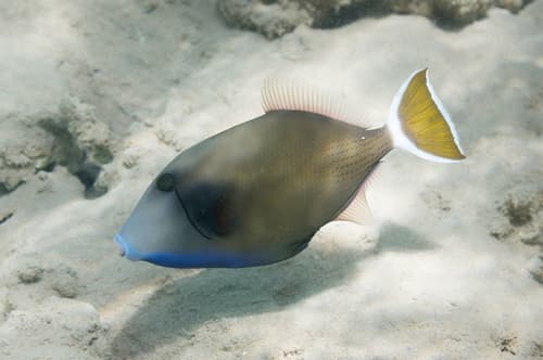 Bluethroat Triggerfish