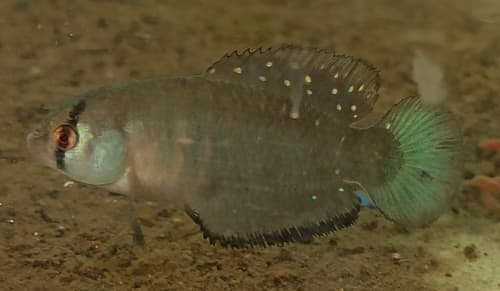 Bluish-tail Pearlfish