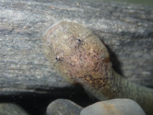 Blunt-snouted Clingfish