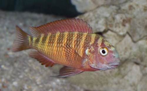 Blunthead Cichlid