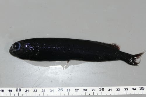 Bluntsnout Slickhead