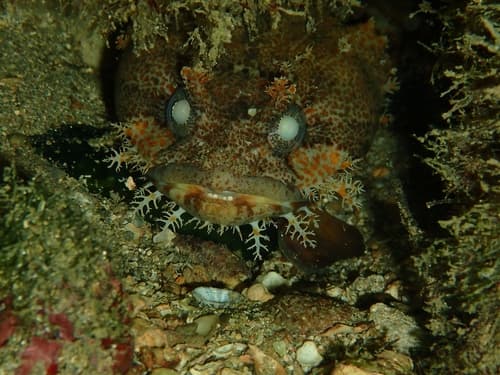 Bocon Toadfish