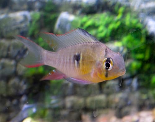 Bolivian Ram Cichlid