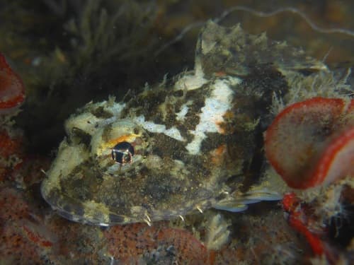 Bonehead Sculpin