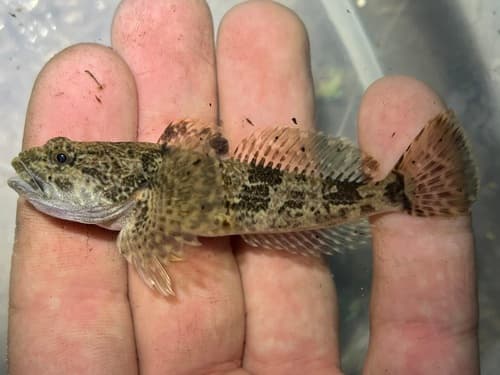 Bonneville Sculpin