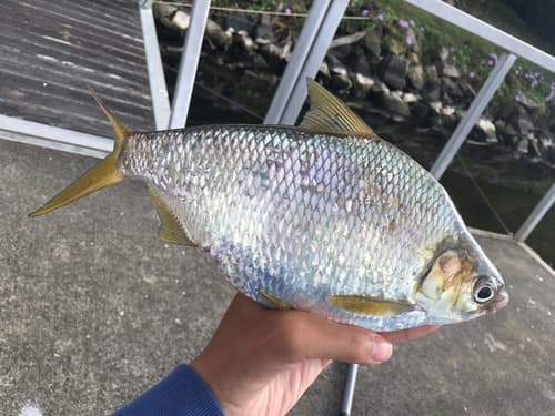 Bony Bream