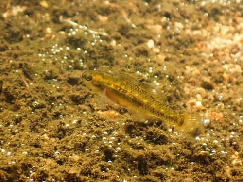 Boofhead Carp Gudgeon
