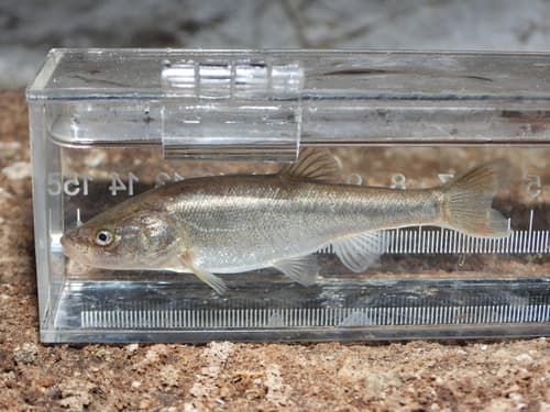 Borax Lake Chub