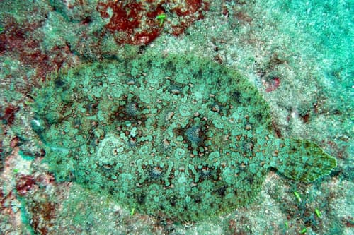Guinean Flounder