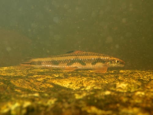 Bottom Characin