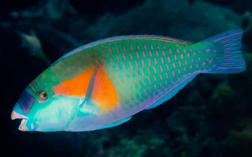 Bowers' Parrotfish