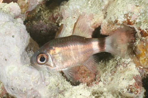 Bracelet Cardinalfish