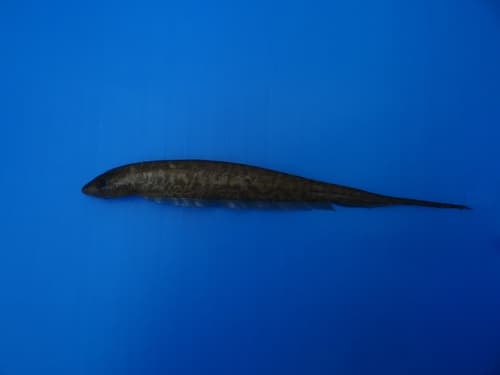 Palenque Bluntnose Knifefish