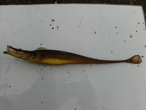 Senegalese Pipefish