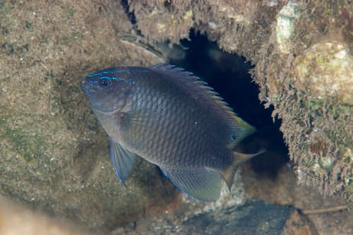 Brackish Damselfish