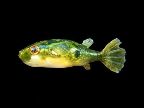 Brackish Puffer