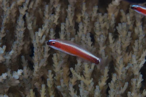 Brahm's Dwarfgoby
