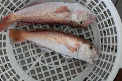 Branchiostegus albus