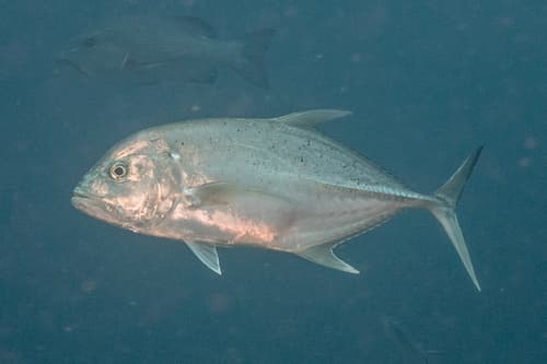 Brassy Trevally