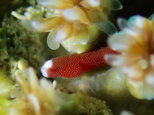 Braun's Pughead Pipefish