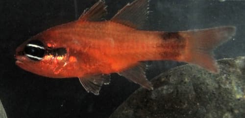 Brazilian Flamefish