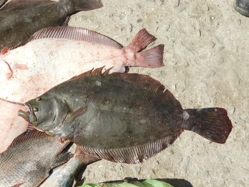 Brazilian Flounder