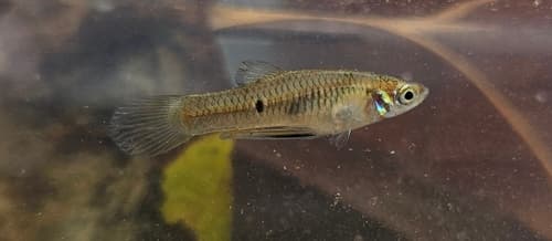 Brazilian Livebearer