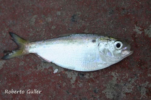 Brazilian Menhaden