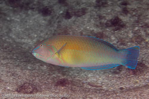 Brazilian Wrasse