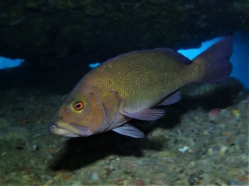 Breaksea Cod
