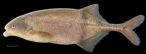 Bream Bulldog