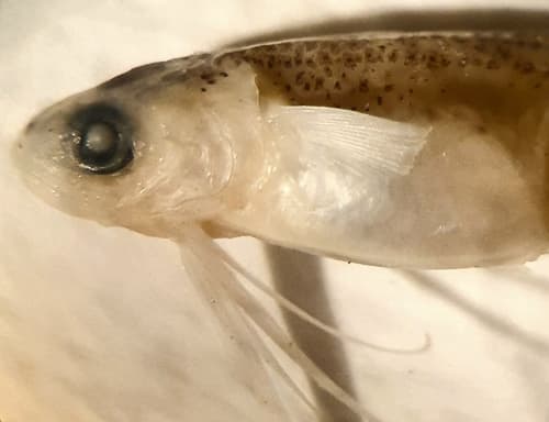 Bregmaceros bathymaster