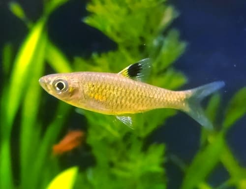 Cheeya Rasbora