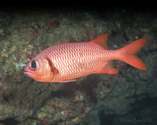 Brick Soldierfish