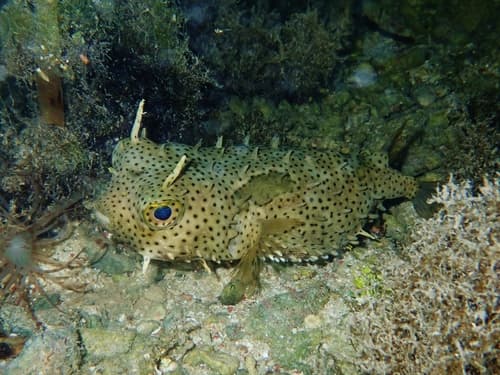 Bridled Burrfish