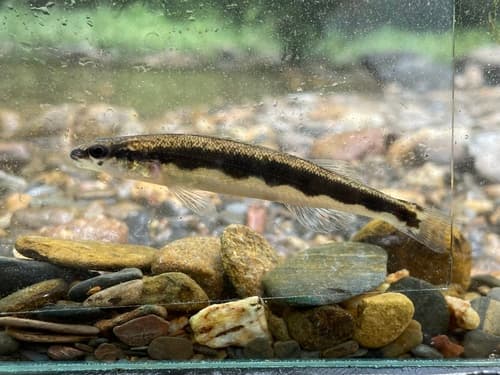 Bridled Darter