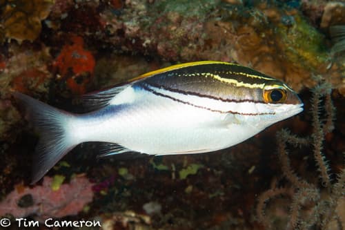Bridled Monocle Bream