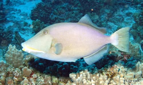 Bridled Triggerfish