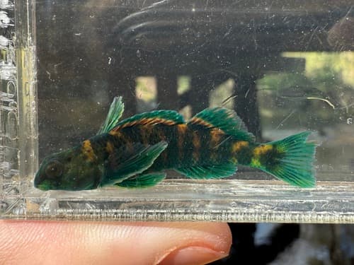 Brighteye Darter