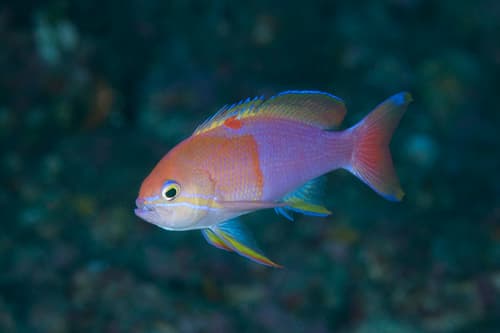 Brillant Anthias