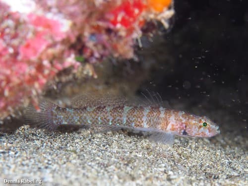 Brito's Goby