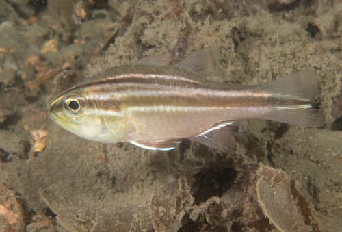 Broad-banded Cardinalfish