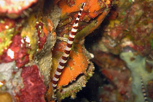Broad-banded Pipefish