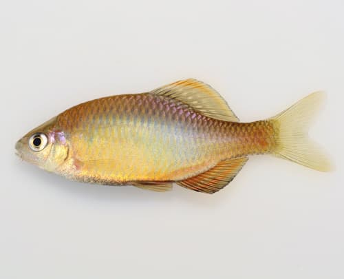 Broad-margined Bitterling