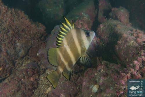 Broadbanded Velvetchin
