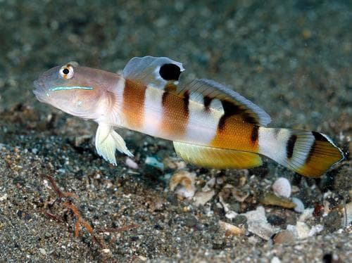 Broadbarred Glidergoby