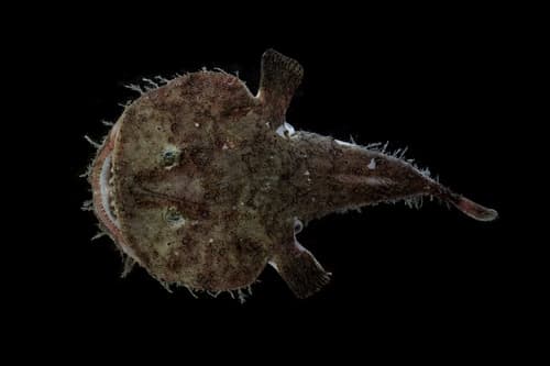 Broadhead Goosefish